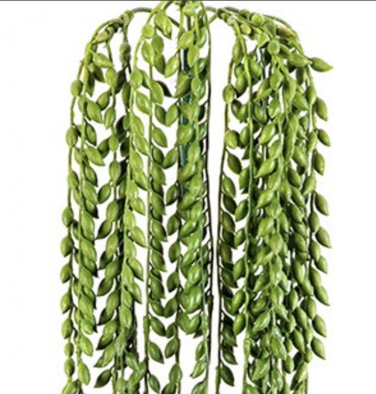 senecio-hanging-bush-85cm-real-touch